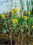Euphorbia palustris 'Teichlaterne' ca. 9x9 cm Topf - Sumpf-Wolfsmilch, gelbe Blüten, Blütezeit Mai-Juni, ideal für feuchte Standorte, pflegeleicht