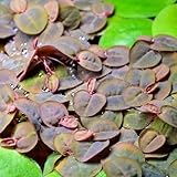WASSERPFLANZEN WOLFF - eine Portion Schwimmende Wolfsmilch/Phyllanthus fluitans, Klärpflanze Sauerstoffpflanze für Kaltwasser und Warmwasser Aquarium
