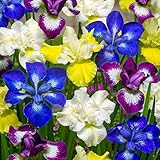 Schwertlilien Winterhart Mehrjährig - Iris Sibirica Kollektion - 5 Wurzeln - Stauden Winterhart Mehrjährig - Nacktwurzel Pflanzen aus Holland - für Garten (kein Samen, Zwiebeln und nicht künstlich)