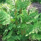 6x Königsfarn - Osmunda regalis - Topf 9x9cm