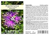 Seedeo® Pracht-Nelke (Dianthus superbus) 100 Samen