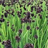 Juncus ensifolius - Zwergbinse, Schwertblättrige Binse, im 0,5 Liter Topf, braun blühend