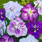 5 x Iris Ensata Schwertlilien Pflanzen Kollektion Mix | 5 Sorten Wurzeln | Große Japanische Schwertlilien Winterharte Nacktwurzel Pflanzen/Stauden aus Holland (kein Samen)