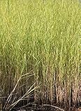 WASSERPFLANZEN WOLFF - Phragmites australis - Schilf - 2er-Set QUALITÄTSSTAUDEN - KLÄRPFLANZEN - Repositionspflanze - winterhart - heimisch