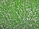 Nadelsimse | Eleocharis acicularis | im 9er Teichtopf | Wasserpflanze | Teichpflanze | Mini Teich geeignet | Klärpflanze | Sauerstoffpflanze | winterhart