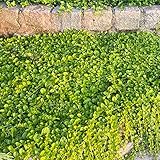 lysimachia nummularia aurea/Gelblaubiges Pfennigkraut