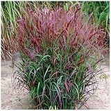 3 x Panicum virgatum 'Squaw' im 1 Liter Topf (Ziergras/Gräser/Winterhart/Mehrjährig/Staude/Stauden) Feuerrote Rutenhirse - Ziergras mit leuchtendem Farbenspiel - von Stauden Gänge