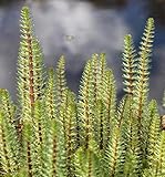 WASSERPFLANZEN WOLFF - fertig im PFLANZKORB - Hippuris vulgaris - Tannenwedel - Teichpflanze - winterhart - heimisch - QUALITÄTSSTAUDE - durchwurzelt