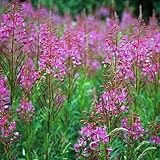 Weidenröschen (Epilobium Angustifolium) – 100 Halb