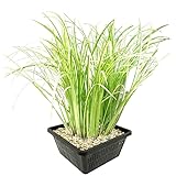 vdvelde.com - Elster Kalmus - 4 Stück - 1 Teichkorb - Acorus Calamus Variegatus - - Wasserpflanze- Ausgewachsene Höhe: 80 cm- Platzierung: -1 bis -20 cm