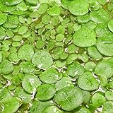 Teichpflanzen Set: Schwimmpflanzen für deinen Gartenteich | Südamerikanischer Froschbiss & Kleinohriger Schwimmfarn (L - 2x in Vitro XL 8,5cm) Grün