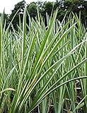 WASSERPFLANZEN WOLFF - Acorus calamus 'Variegatus' - weiß-grün-gestreifter Kalmus - winterhart - QUALITÄTSSTAUDE durchwurzelt im 9x9 cm Topf