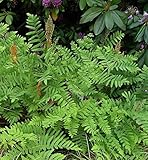 Königsfarn - großer Topf - Osmunda regalis