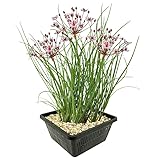 vdvelde.com - Schwanenblume - 4 Stück - 1 Teichkorb - Butomus Umbellatus - - Wasserpflanze- Ausgewachsene Höhe: 80 cm- Platzierung: -1 bis -20 cm