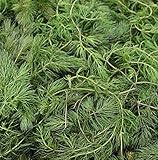 WASSERPFLANZEN WOLFF - Klärpflanze! - XXL Ceratophyllum demersum - Hornblatt - Hornkraut - winterhart - lose - 1 Liter BOX