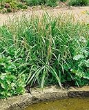 Carex pendula ca. 9x9 cm Topf - Hängende Segge, immergrün, ideal für schattige Standorte, pflegeleicht, winterhart