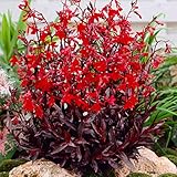 Bloomique - 3er Set - Lobelia Queen Victoria - Lobelie - Teichpflanzen Winterhart - Wasserpflanzen - Zone 1-2 - Höhe 10-20 cm - Topf 9 cm