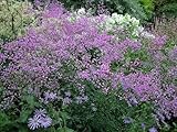 Akeleiblättrige Wiesenraute (Thalictrum delavayi) - frosthart, violett