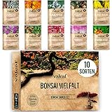 10 Bonsai Samen aus 5 Kontinenten I Exotische Baum Samen für deinen einzigartigen Bonsai-Baum I Starter Kit für Anfänger und Pflanzen Verrückte I Unser Bonsai Set als besondere Geschenkidee