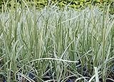 WASSERPFLANZEN WOLFF - 4er-Set im Gratis-Pflanzkorb - Glyceria maxima 'Variegata' - buntlaubiger- Wasserschwaden