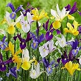 Holländische Iris Budget Collection Mischung (50 Zwiebeln), Schwertlilien Kollektion, 5-6 Sorten/Farben, Mehrjährig, Winterhart Blumenzwiebeln aus Holland für Garten, Topf (große Knollen, kein Samen)