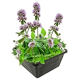 vdvelde.com - Wasserminze - 4 Stück - 1 Teichkorb - Mentha Aquatica - - Minzduftende Sumpfpflanze- Ausgewachsene Höhe: 60 cm- Platzierung: -1 bis -10 cm