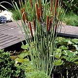Bloomique - 3er Set - Typha Latifolia - Breitblättriger Rohrkolben - Teichpflanzen Winterhart - Wasserpflanzen - Zone 2-3 - Höhe 15-25 cm - Topf 9 cm