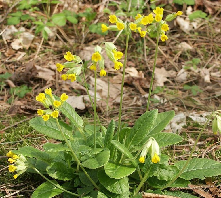 Hängende Segge für die Sumpf, Ufer und Feuchtzone im Gartenteich
