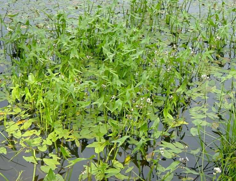 Brunnenkresse für die Sumpfzone im Gartenteich mit Pflanzeninfos