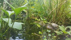 Sumpfzone im Molchteich