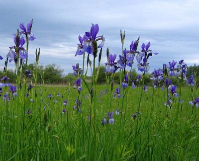 Wiesen-Iris